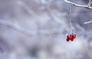 Студот донекаде е полезен за човековото здравје