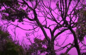 (ВИДЕО) Како изгледа светот преку очите на разни видови животни