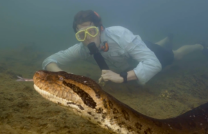 (ВИДЕО) Кај Амазон пронајден нов вид џиновски анаконди – најголеми досега