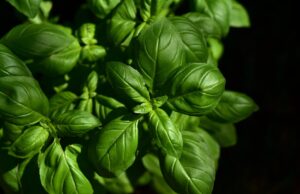 Затворени растенија кои ја отстрануваат прашината и алергените од просторијата