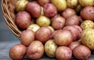 Дали е опасно да се јаде компир кој никнал, зелен e или има кафени дамки?