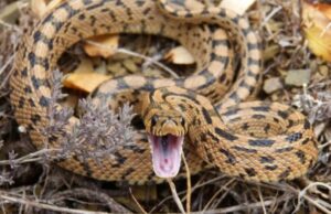 Кои четири животни го имаат најбрзиот отров на светот?