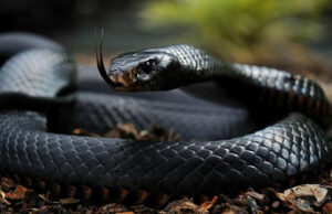 Научниците на чекор да произведат универзален серум за токсините на сите отровни змии