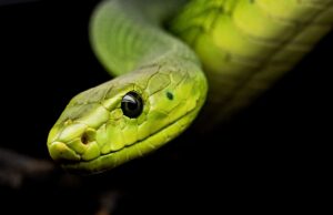 Научниците на чекор да произведат универзален серум за токсините на сите отровни змии