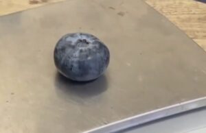 Најголемата боровинка во светот се одгледана во Австралија