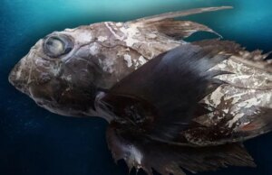 „Ајкула дух“ со огромна глава и џиновски блескави очи откриена кај Тајланд