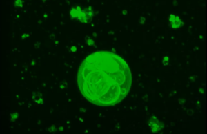 (ВИДЕО) Научниците можеби открија како е создадена првата клетка на планетава