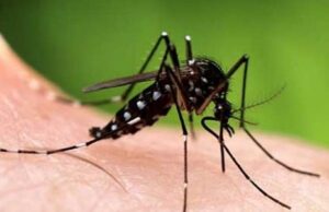 Повеќе од милион луѓе во Бразил се претпоставува дека се заразени со денга