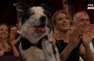Како кучето Меси стана најголемата ѕвезда на овогодинешните Оскари?
