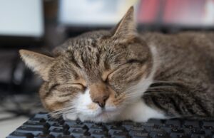 Урнебесно видео: Мачка за прв пат проба минерална вода