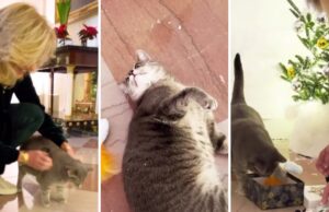 Мачка од Белата куќа главен лик на детската книга напишана од Џил Бајден