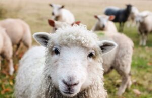 Во оваа земја неодамна има училиште во кое се учи како да се биде овчар! Интересот е голем, а веќе се пријавиле и возрасни и деца