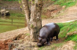 Се роди исклучително редок вид нилски коњ во зоолошката во Атина