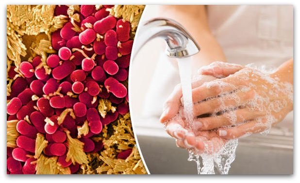 Vardete-se-od-SALMONELA