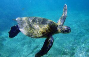 Осум деца и една жена починаа откако јаделе месо од желка во Занзибар