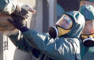 СЗО: Зголемен е ризикот за пренос на птичји грип врз луѓе, многу сме загрижени