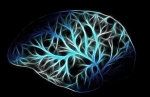 Американски научници открија нова и сосема изненадувачка функција на малиот мозок