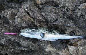 Најотровната риба на светот забележана во близина на Ровињ