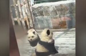ВИДЕО: Зоолошка градина во Кина бојадиса кучиња за да изгледаат како панди
