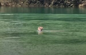 ВИДЕО: Дури и пливаа – облачното време не ги спречи туристите да ја посетат Матка