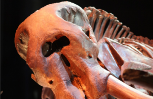 Ја реновирал винарската визба и дошол до најзначајното откритие од ваков вид во повеќе од 100 години