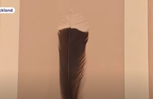 (ВИДЕО) Најскапиот пердув продаден за 28.000 долари