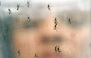 Денга вирусот, кој го пренесуваат комарците, ја крена Европа на нозе