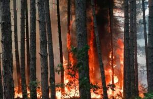 Војници и пожарникари денеска се ангажирани за гаснење пожар во јужна Албанија