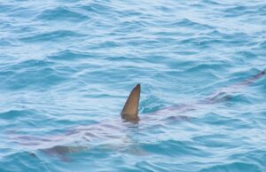 Ајкула се појави во Грција, спасувачите свиреа и ги евакуираа посетителите