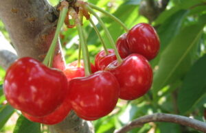 Tри намирници кои можат да го забават стареењето