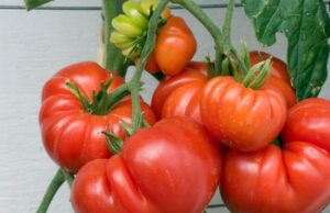 Како да препознаете дали доматот е прскан и полн со хемии