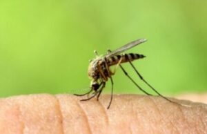 Нови 24 случаи на вирусот Западен Нил во Грција, за една седмица починаа три лица