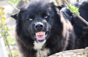 Ужас во Нови Сад: Куче го убило својот сопственик