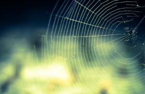 Овие пајаци користат морничава тактика за да го фатат својот плен