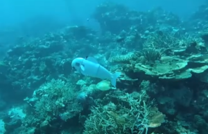 (ВИДЕО) Риба робот плива во швајцарско езеро – ќе биде пуштена и во океан!