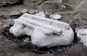 ВИДЕО: Огромен череп од диносаурус откриен во Канада, тежи дури 272 килограми