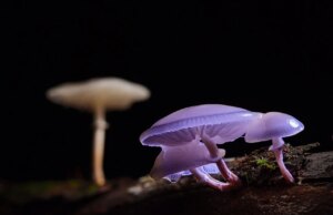 Роботи контролирани од габи ја користат уникатната моќ на природата