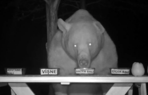 (ВИДЕО) Пчелар од Турција ги претвора мечките во тестери за мед