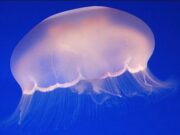 Што да направите ако ве „пецне“ медуза? Важно е да не паничите