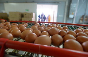 Јајцата содржат коктел од опасни хемикалии: предупредување за жителите на француски град