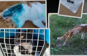 Анима Мунди: Со огнено оружје во Визбегово осакатени миленици, се убиваат животни од локален психопат