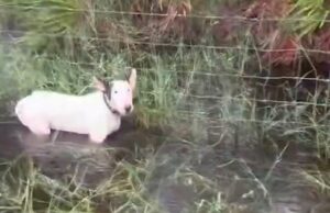 (Видео) Уапсен човекот кој пред ураганот на Флорида го врзал кучето за ограда и го оставил