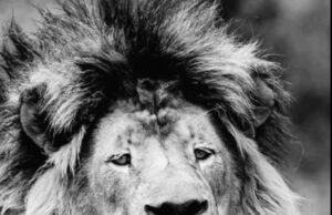 Во ЗОО Скопје угина лавот Жика на 16-годишна возраст