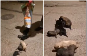 (Вознемирувачко видео) Седум кученца живи фрлени во контејнер во Кочани