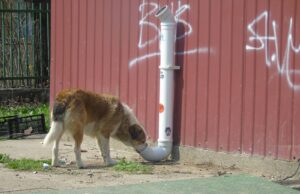 Тројца скопјани искасани од кучиња скитници, меѓу нив и дете