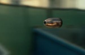 Залутан куршум заврши на кровот на куќа во Скопје, МВР на терен