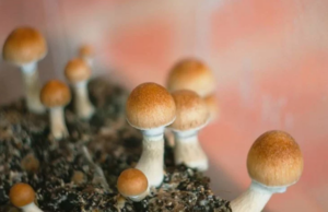 Цело семејство во болница откако се затруле со печурки: пешачеле еден час за да повикаат помош во Пенсилванија