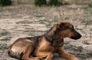 Го нападнале кучиња скитници и го задавиле неговото куче