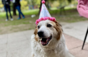Лајка го прослави четвртиот роденден