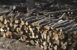 Со секира им се заканувал на припадници на шумската полиција за бесправно исечените дрва